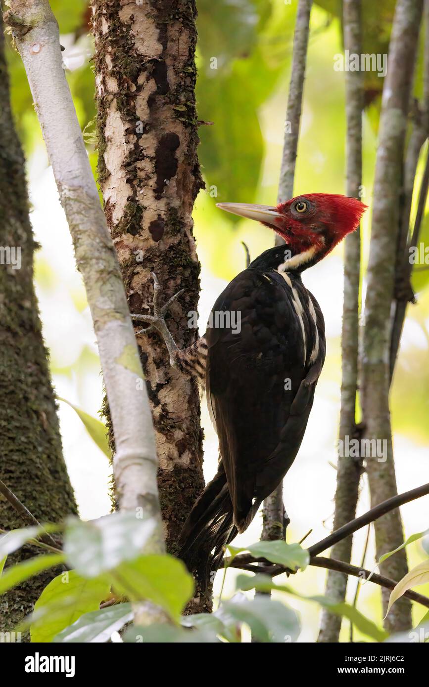Pale-billed woodpecker (Campephilus guatemalensis) perching on and picking a tree in Corcovado national park, Osa peninsula, Costa Rica Stock Photo