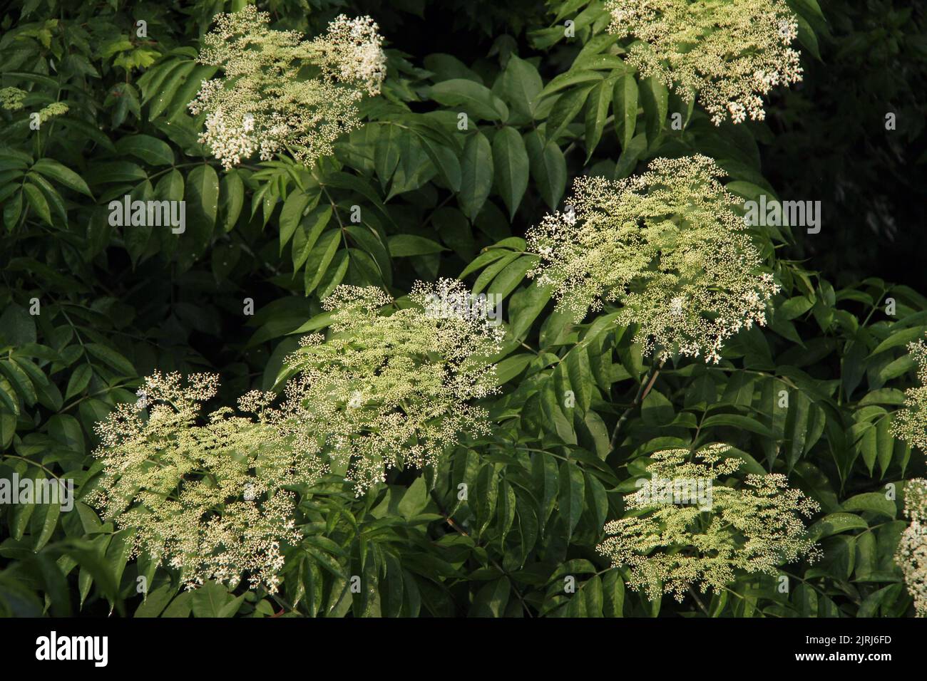 Elderberry shrub in bloom Stock Photo