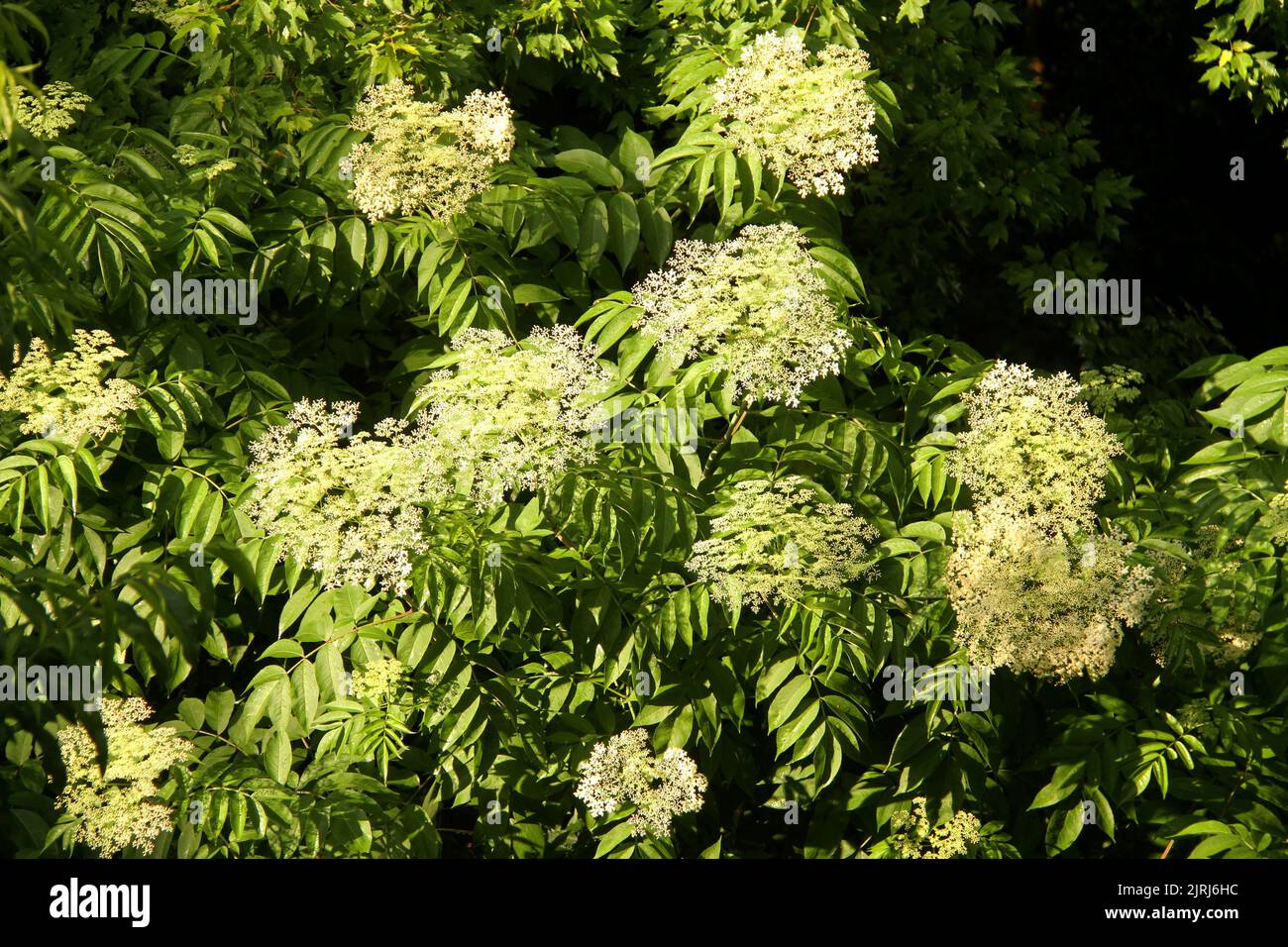 Elderberry shrub in bloom Stock Photo