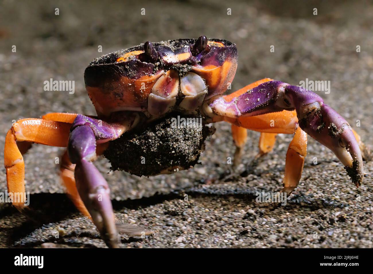 Halloween crab (Gecarcinus Quadratus) on the beach at night near Puerto
