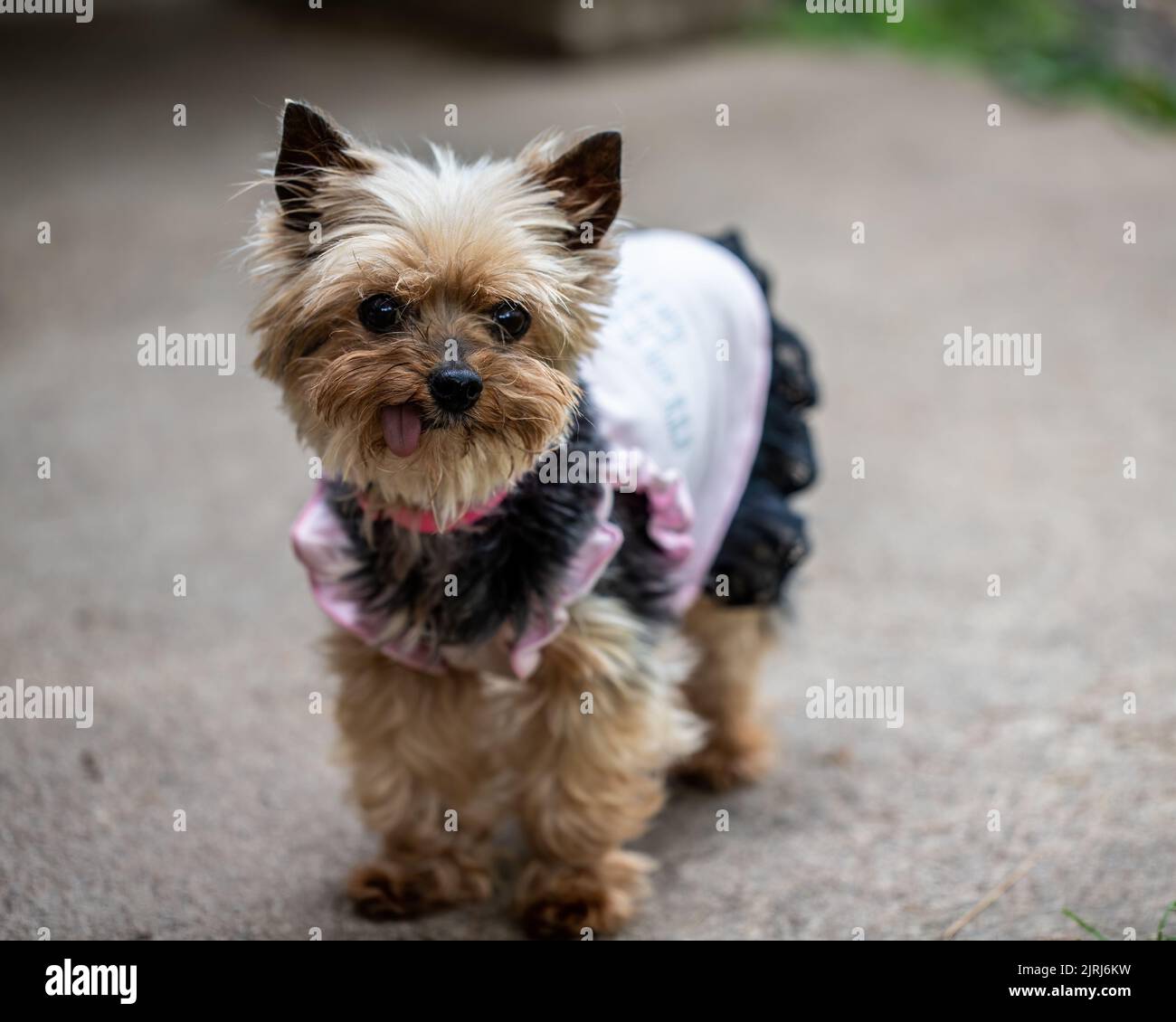 why do yorkies tongues hang out