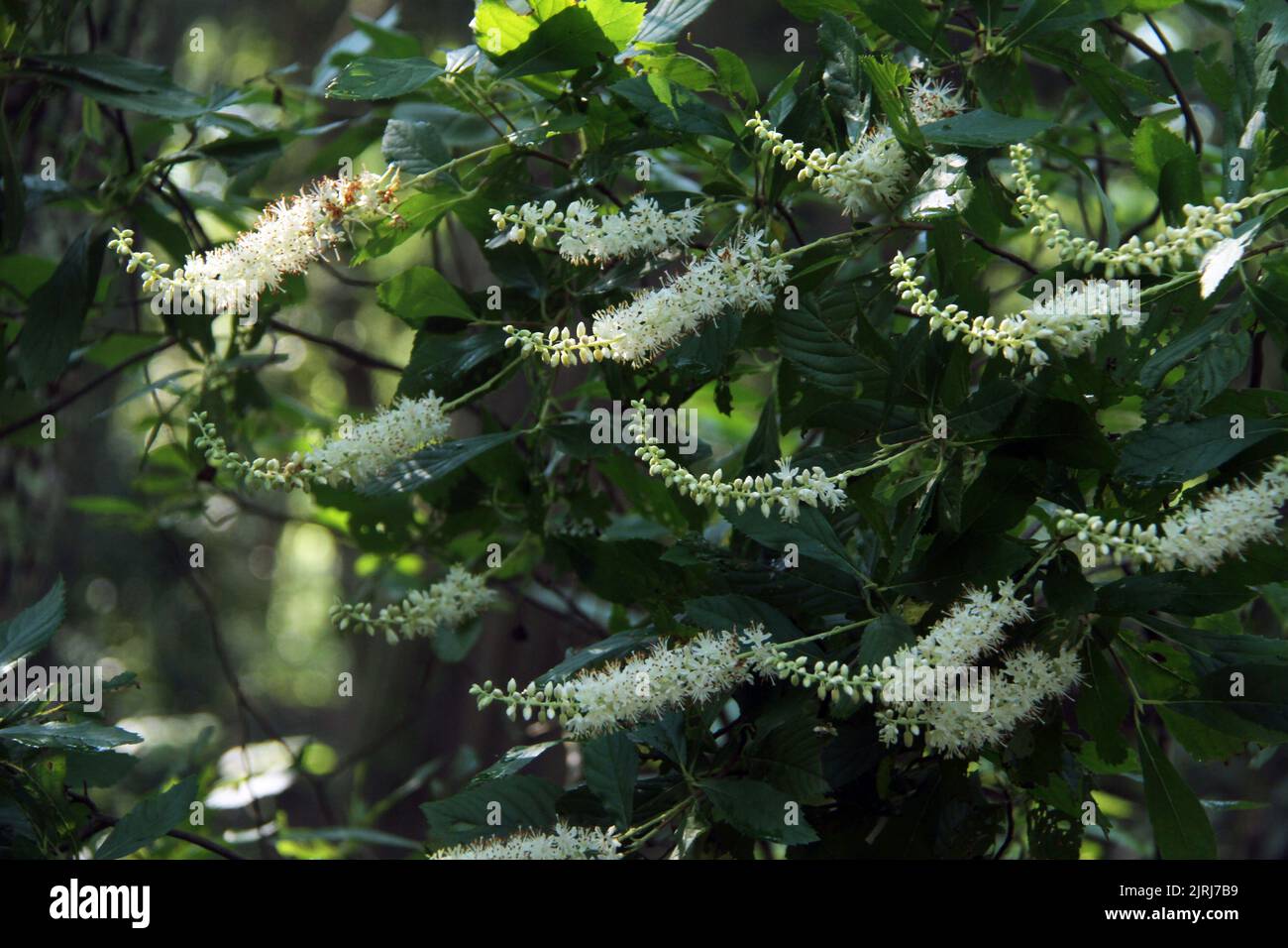 Clethra alnifolia (Coastal sweetpepperbush) shrub in bloom Stock Photo
