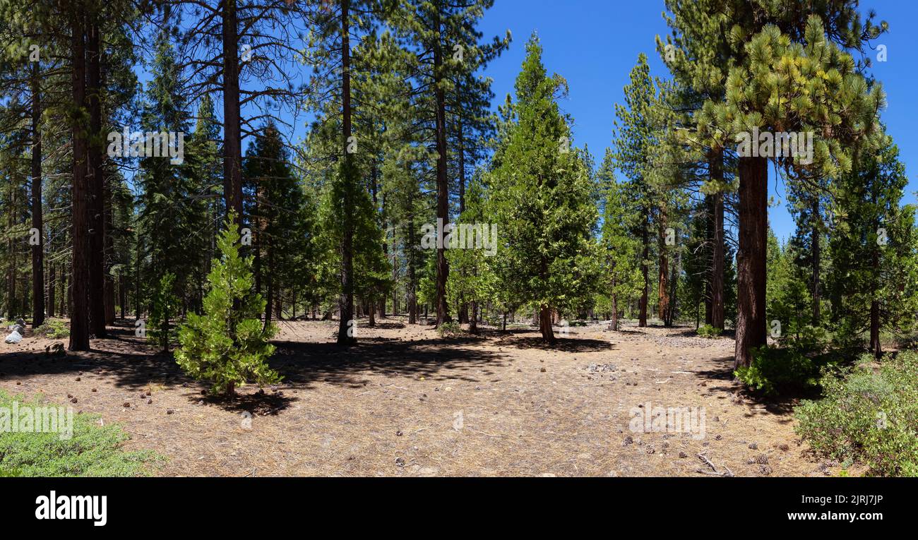 Panoramic View of Pine Tree Forest, Pine Needles, Pine Cones and Bushes on a Sunny Day Stock Photo