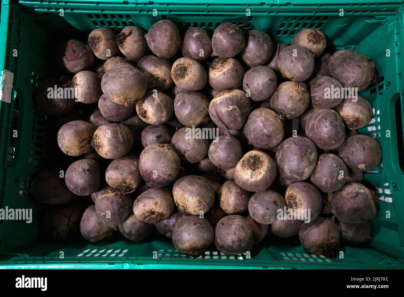 Fresh vegetables in a wholesaler in Nelson, New Zealand Stock Photo