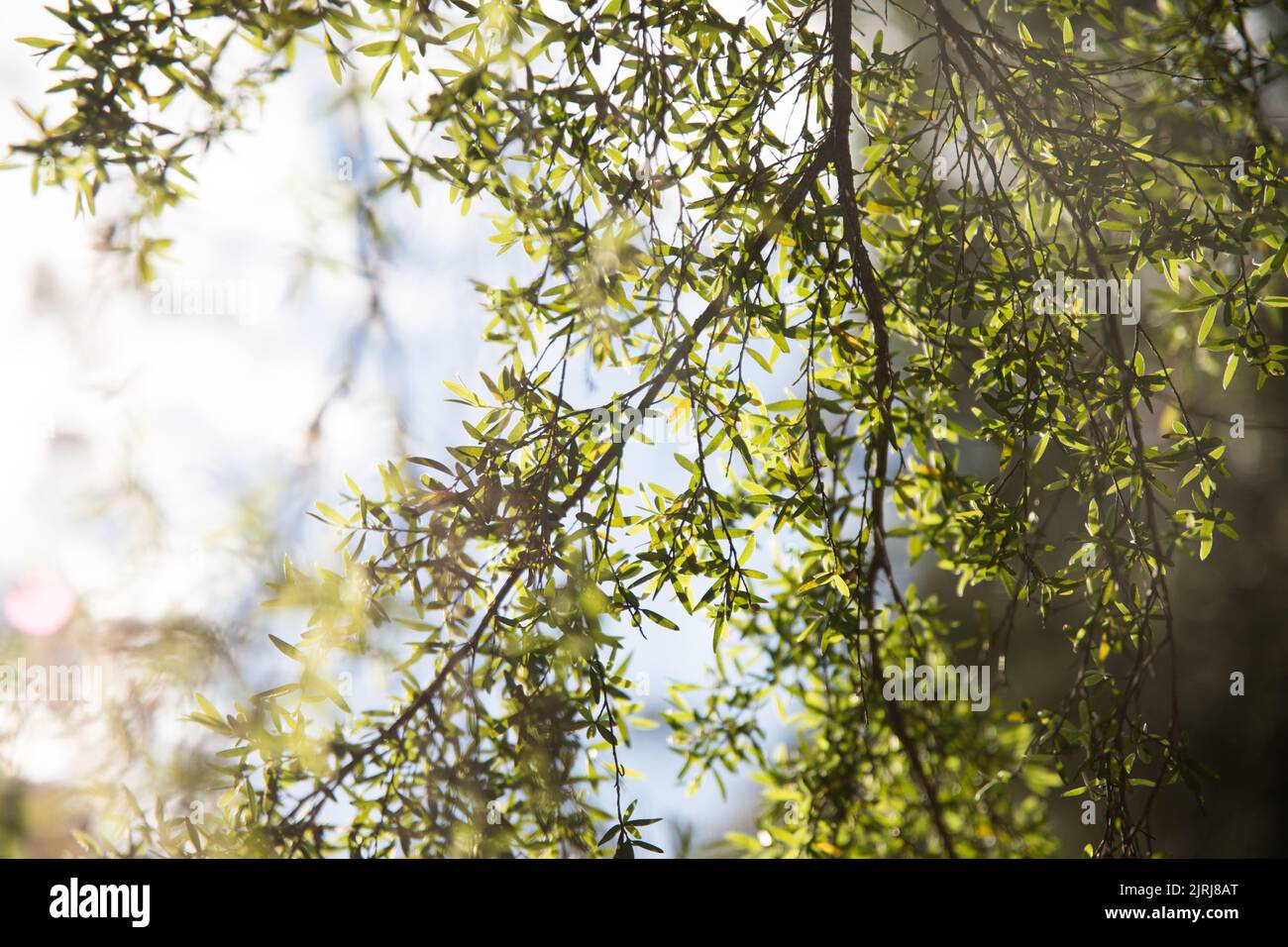 A closeup shot of a lush branch of a tree during sunset - perfect for background Stock Photo