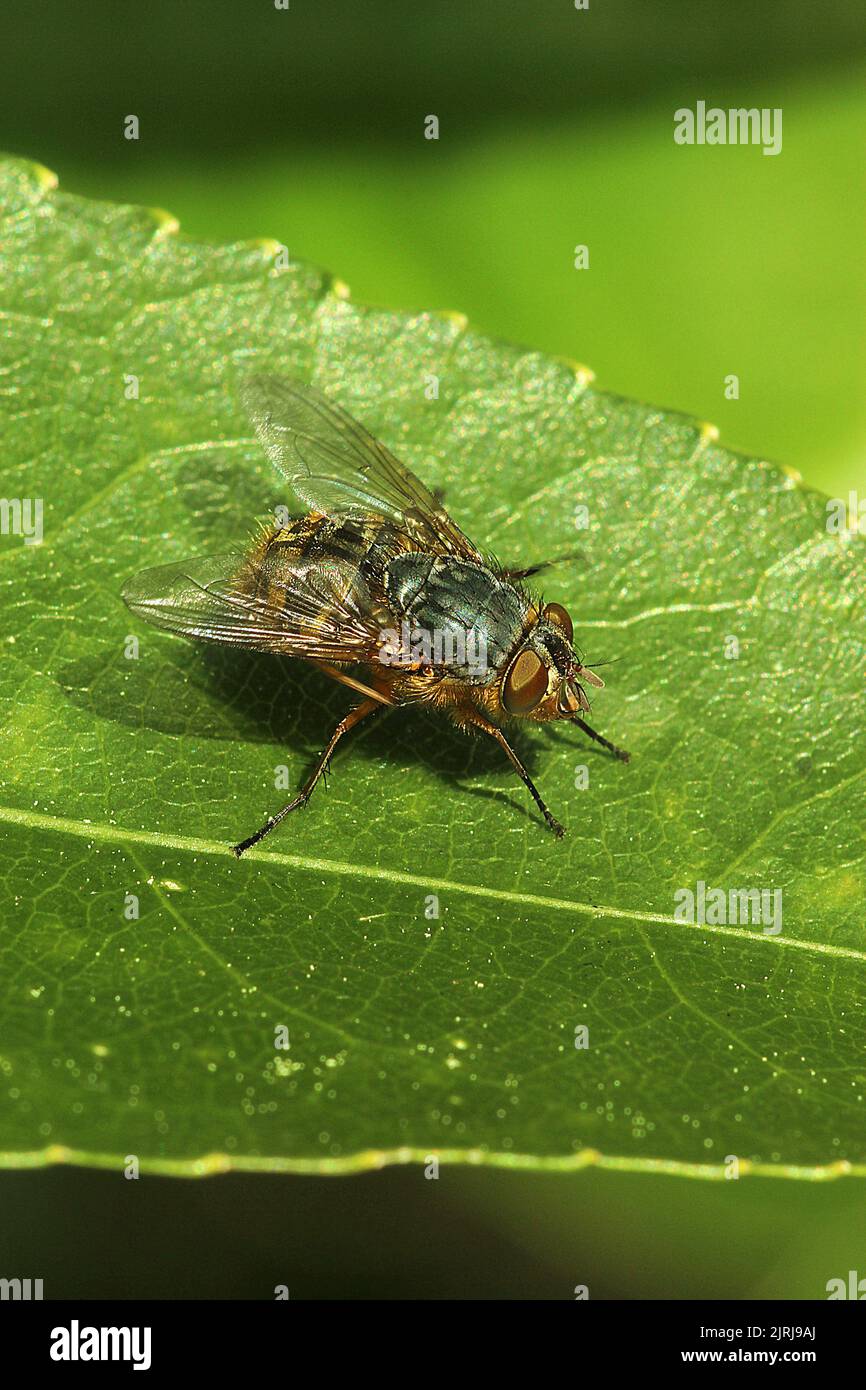 Hills brown bluebottle fly (Calliphora hilli) Stock Photo