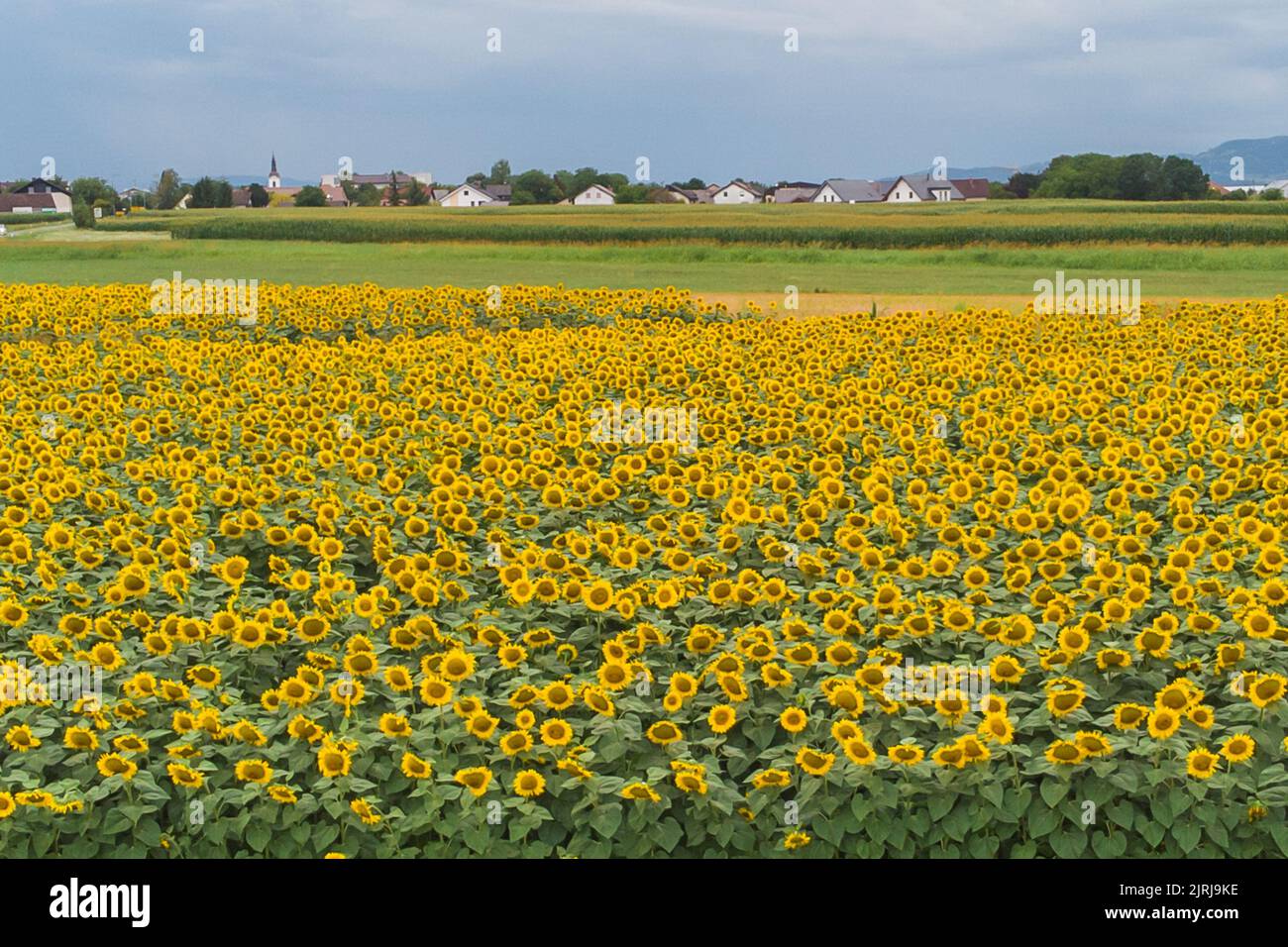 Wonderful panoramic view of field of sunflowers by summertime. Stock Photo
