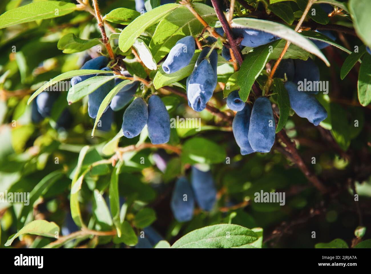 Blue honeysuckle Haskap berries growing in garden, Lonicera caerulea