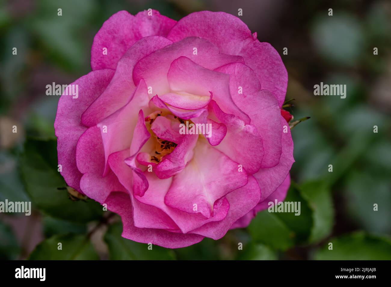 Pretty pink rose in the summer garden in St. Croix Falls, Wisconsin USA