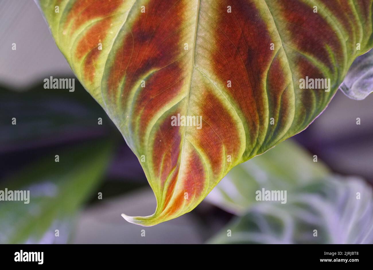 fragrans plant Dracaena Fragrans Pele (Dragon Tree) 10 in main image 0