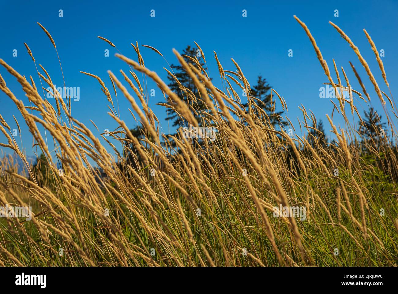 Reed canary grass, a very tall ornamental grass a species of Phalaris. Tall yellow grass and blue sky in the background. Nobody, blurred, selective fo Stock Photo