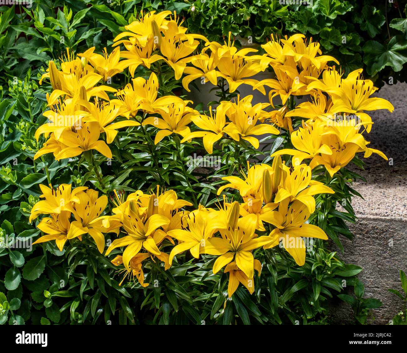 Asiatic lilies up close hires stock photography and images Alamy