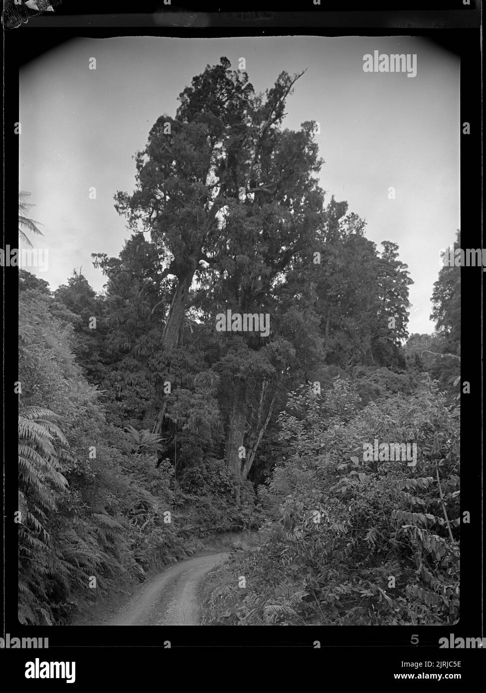 Waikaremoana, January 1936 trip : Rimu trees, January 1936, North ...