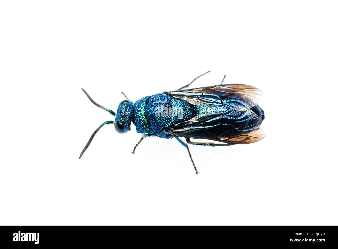 Cuckoo Wasp (Chrysis angolensis) isolated on white background. Stock Photo