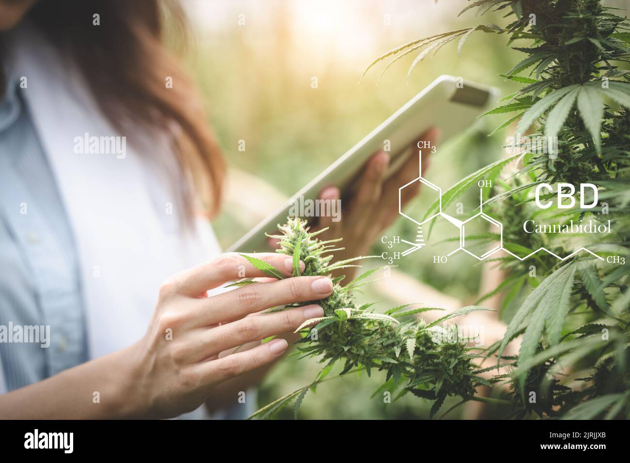 A female scientist researches cannabis with a laptop in a hemp field.  cannabinoids in marijuana CBD elements. Stock Photo