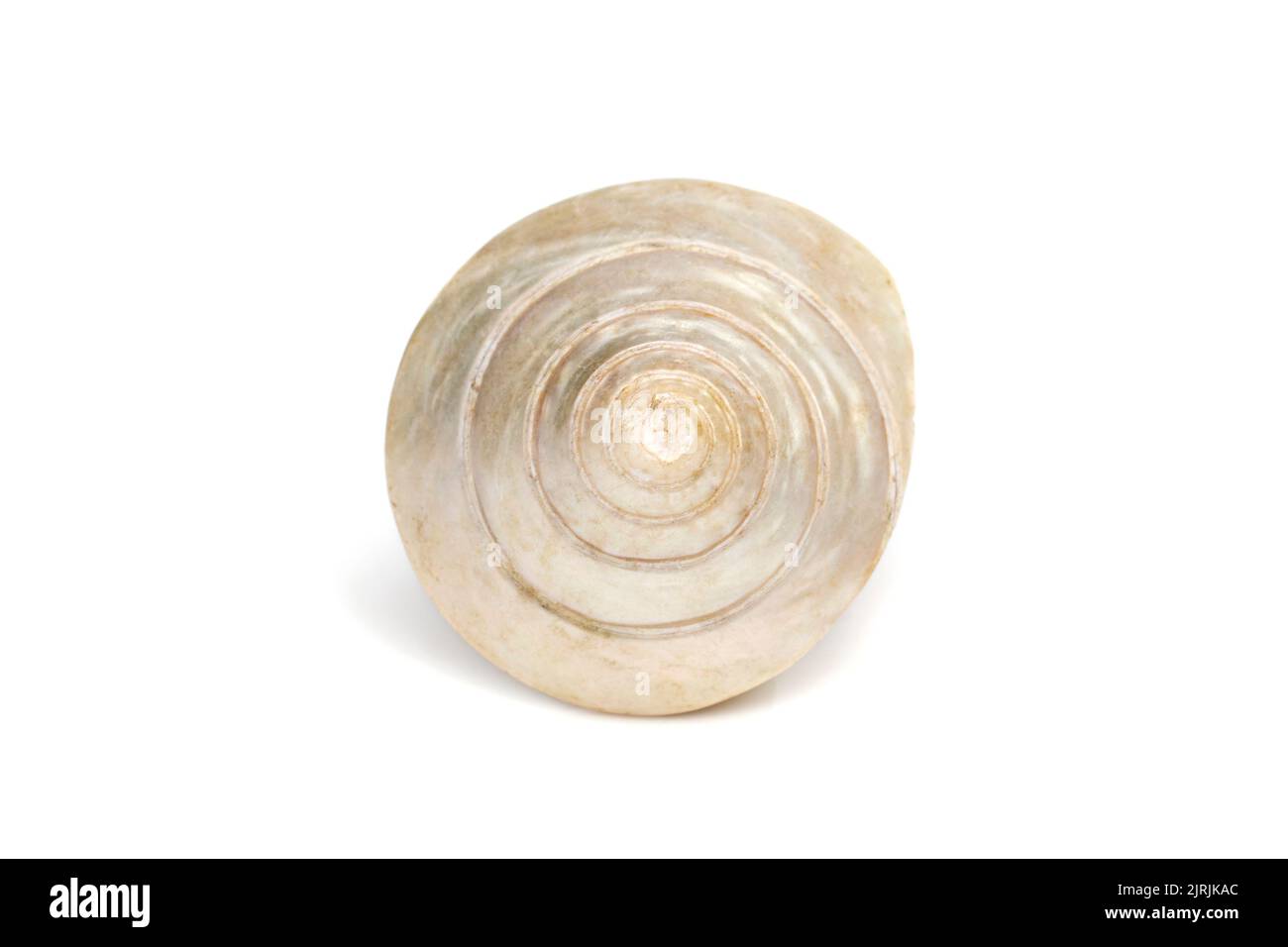 Image of pearl trochus seashells on a white background. Undersea Animals. Sea Shells. Stock Photo