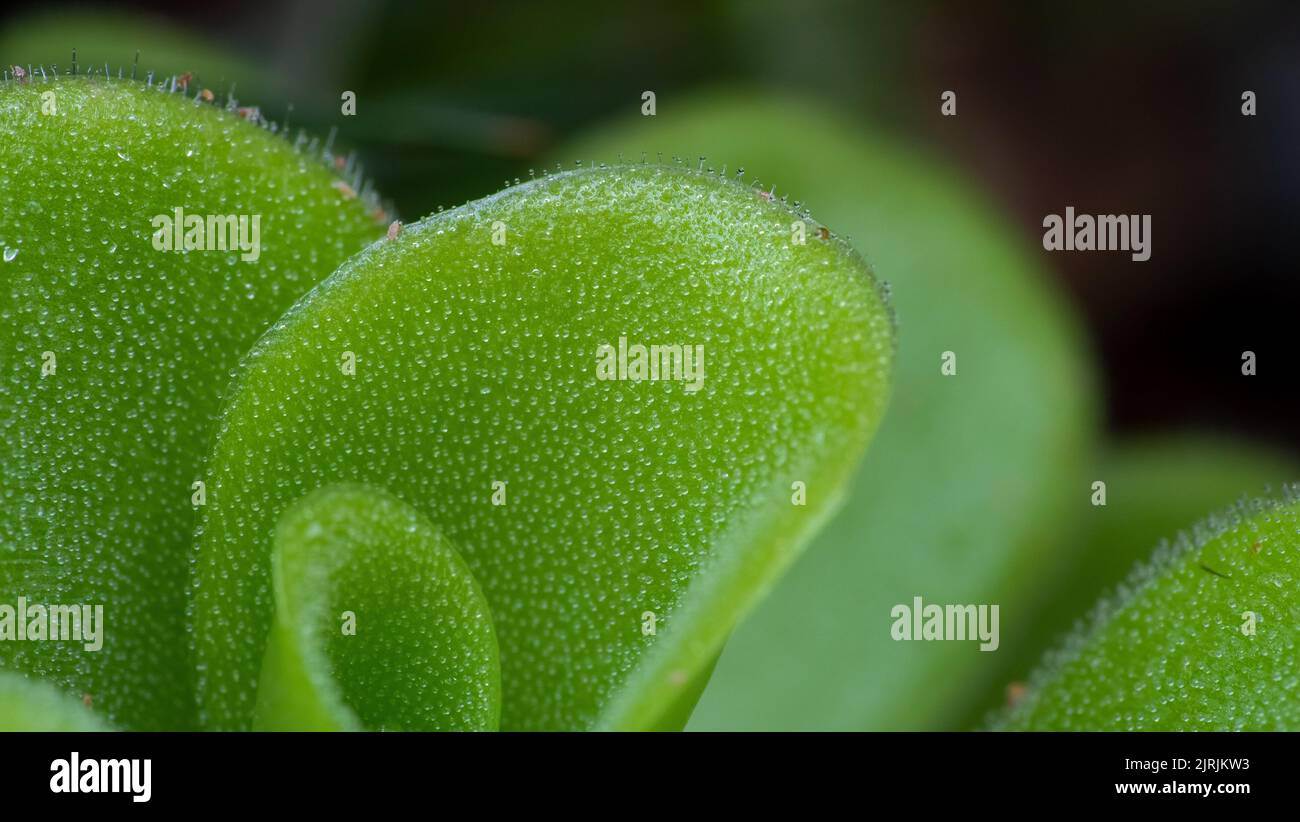 A macro shot of the leaves of a Butterwort plant Stock Photo