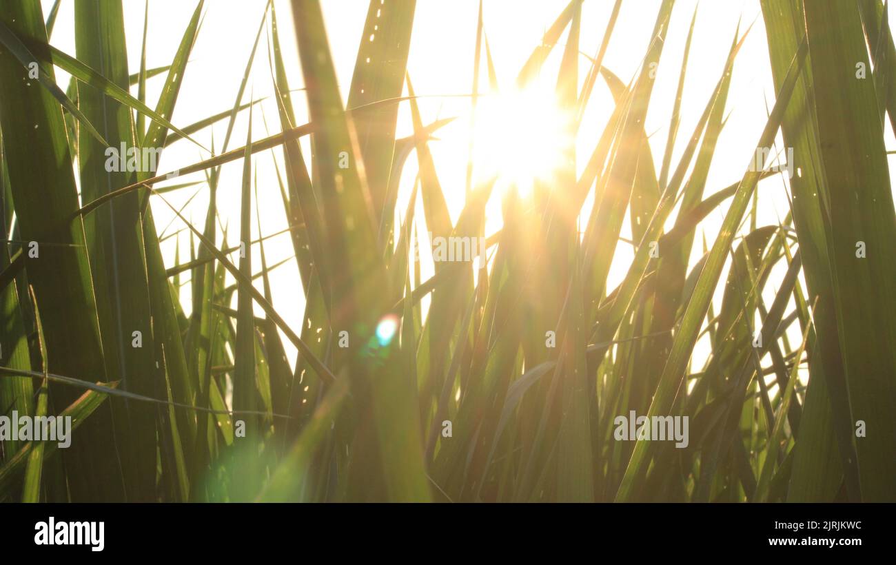 Golden grass field hi-res stock photography and images - Alamy