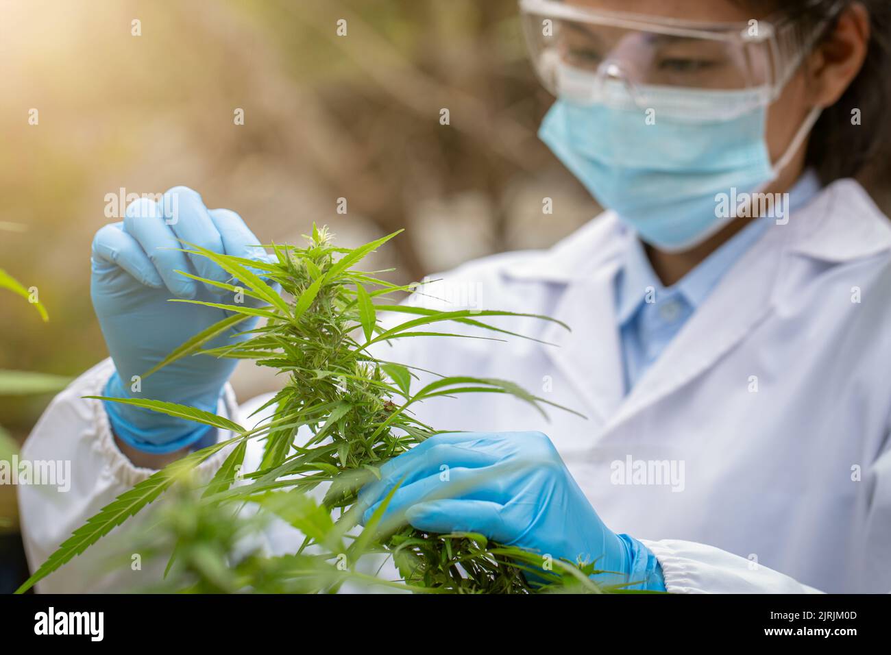 A female scientist researches cannabis in hemp fields, examining plants and flowers. Alternative herbal cannabis extract concept. Stock Photo
