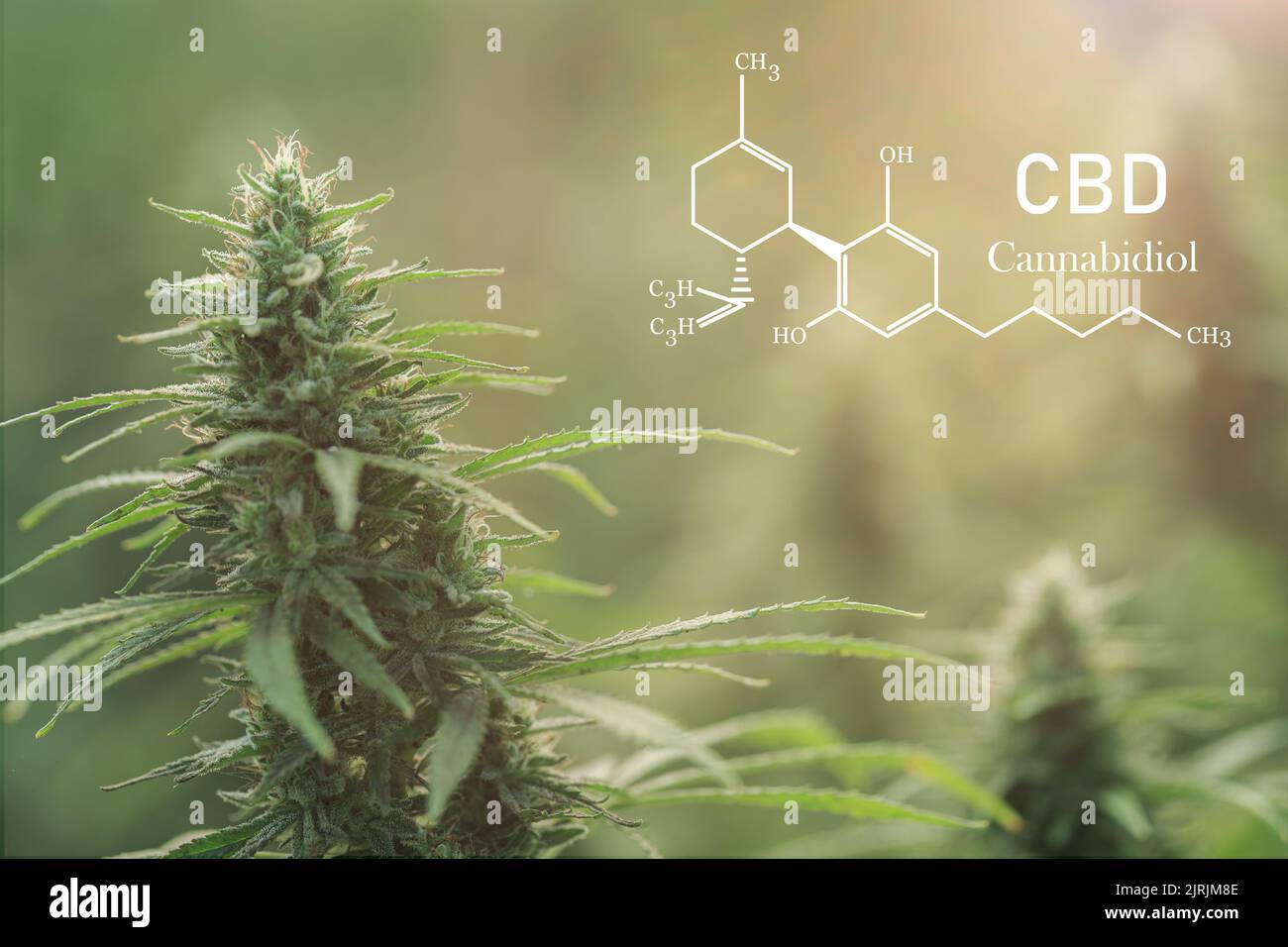 Cannabis With Flowers At Sunset Sativa Medical Legal Marijuana, CBD