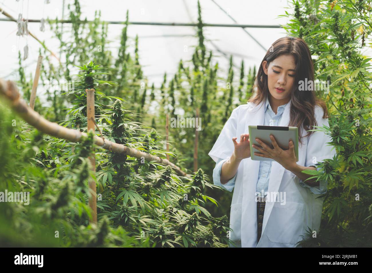 Scientists examine and analyze cannabis plants, sign results with laptops in greenhouses, alternative medicine concepts, herbs, CBD oil, pharmaceutica Stock Photo