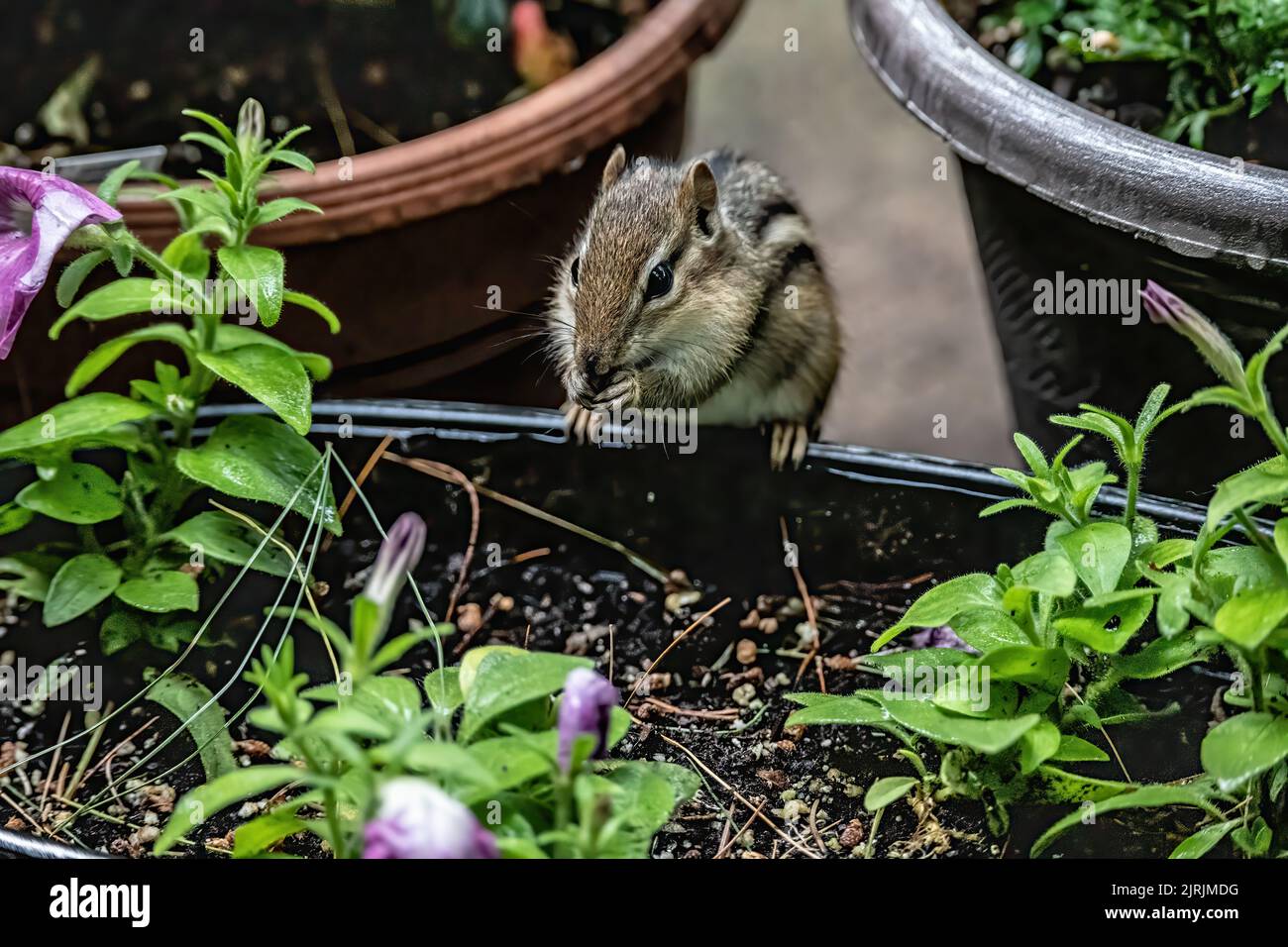 https://c8.alamy.com/comp/2JRJMDG/chipmunk-eating-a-sunflower-seed-while-sitting-on-the-edge-of-a-flowerpot-in-a-spring-garden-in-taylors-falls-minnesota-usa-2JRJMDG.jpg