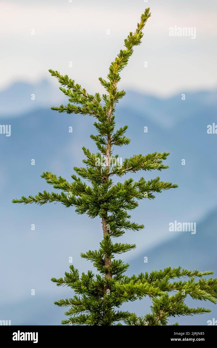 Mountain Hemlock, Tsuga mertensiana, found on subalpine ridges of Evergreen Mountain,, Cascade Range, Mt. Baker-Snoqualmie National Forest, Washington Stock Photo