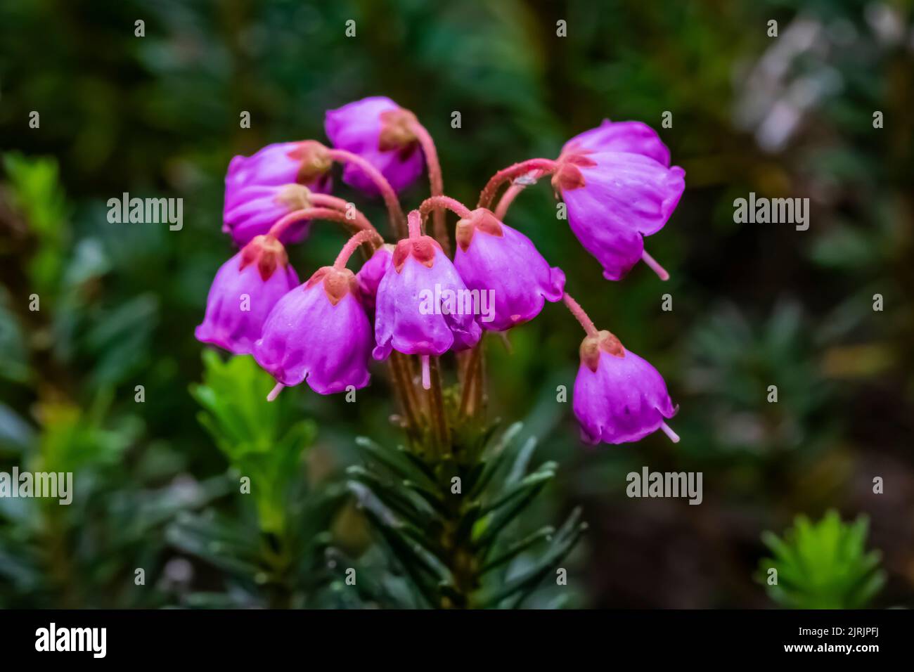 Pink MountainHeath, Phyllodoce empetriformis, blooming on Evergreen