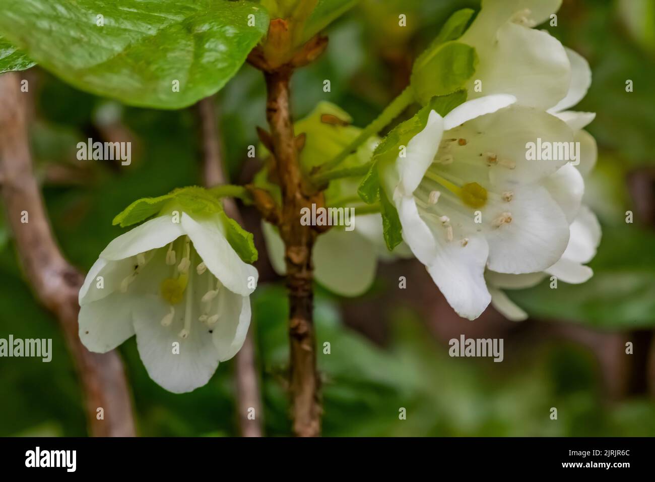 White Rhododendron, Rhododendron albiflorum, blooming in montane forest of Evergreen Mountain,, Cascade Range, Mt. Baker-Snoqualmie National Forest, W Stock Photo