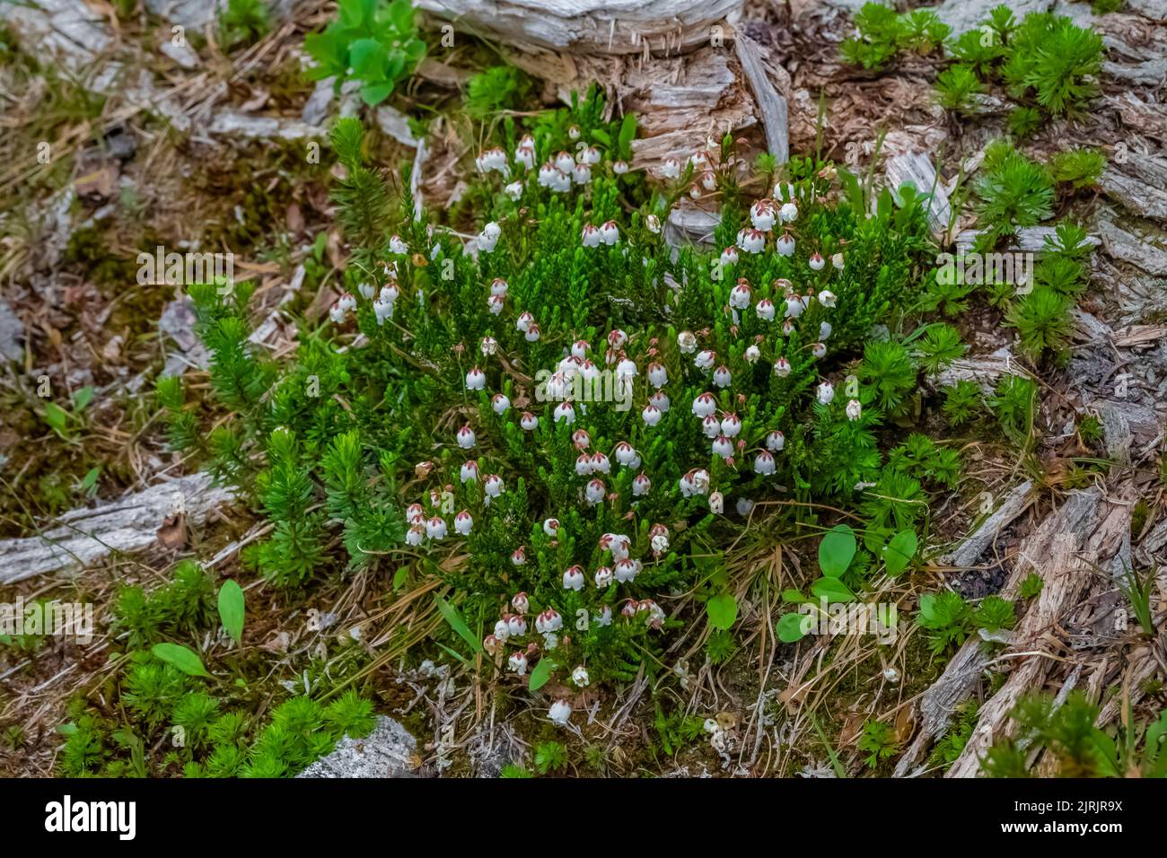 Evergreen Mountain Cascade Range - Evergreen Mountain Cascade Range Mt Baker Snoqualmie National Forest Washington State Usa 2JRJR9X 