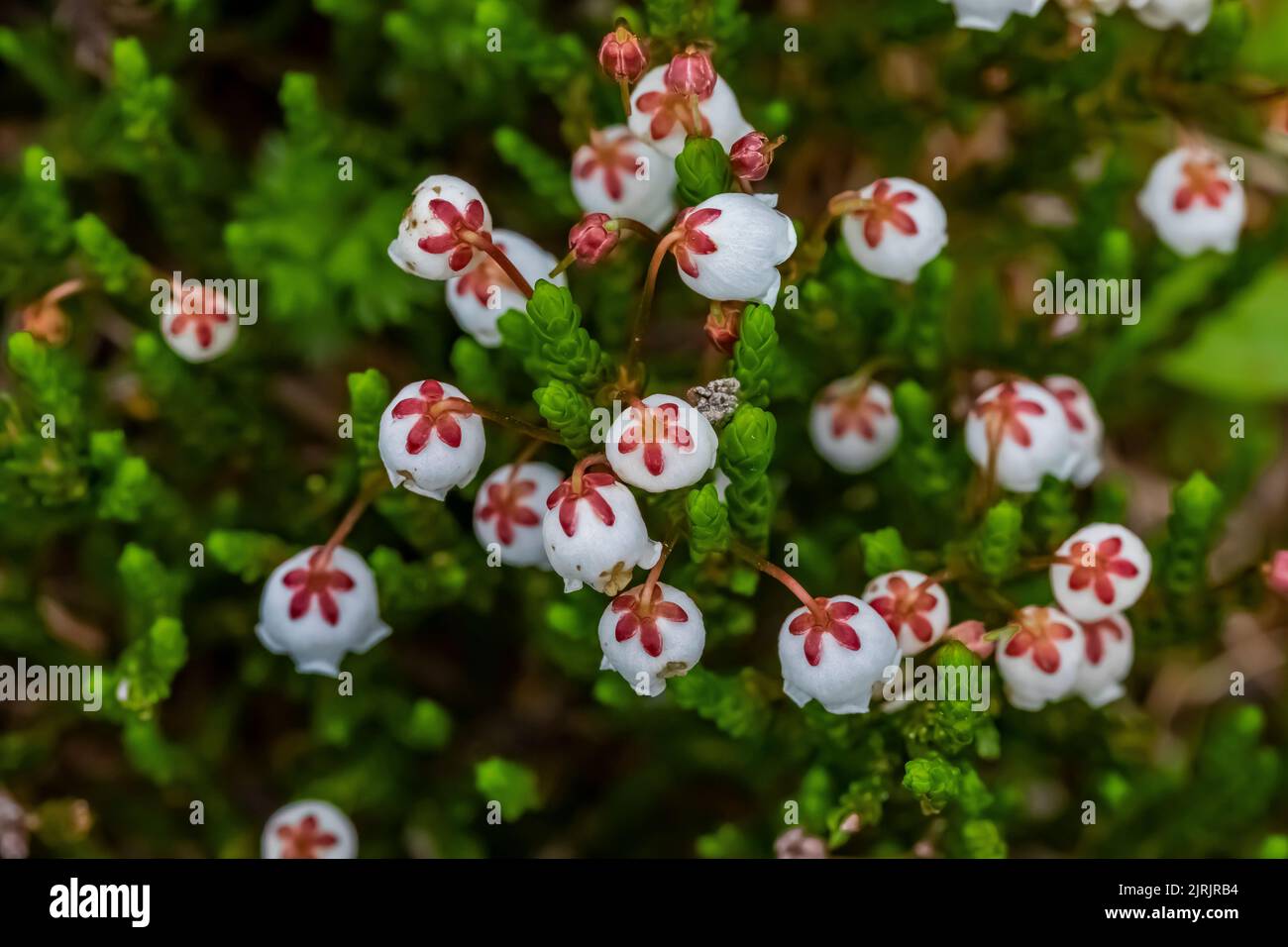 White Heather, Cassiope mertensiana, in subalpine meadow on Evergreen Mountain,, Cascade Range, Mt. Baker-Snoqualmie National Forest, Washington State Stock Photo