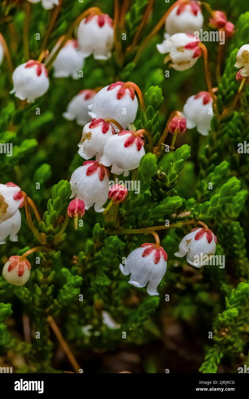 White Heather, Cassiope mertensiana, in subalpine meadow on Evergreen Mountain,, Cascade Range, Mt. Baker-Snoqualmie National Forest, Washington State Stock Photo