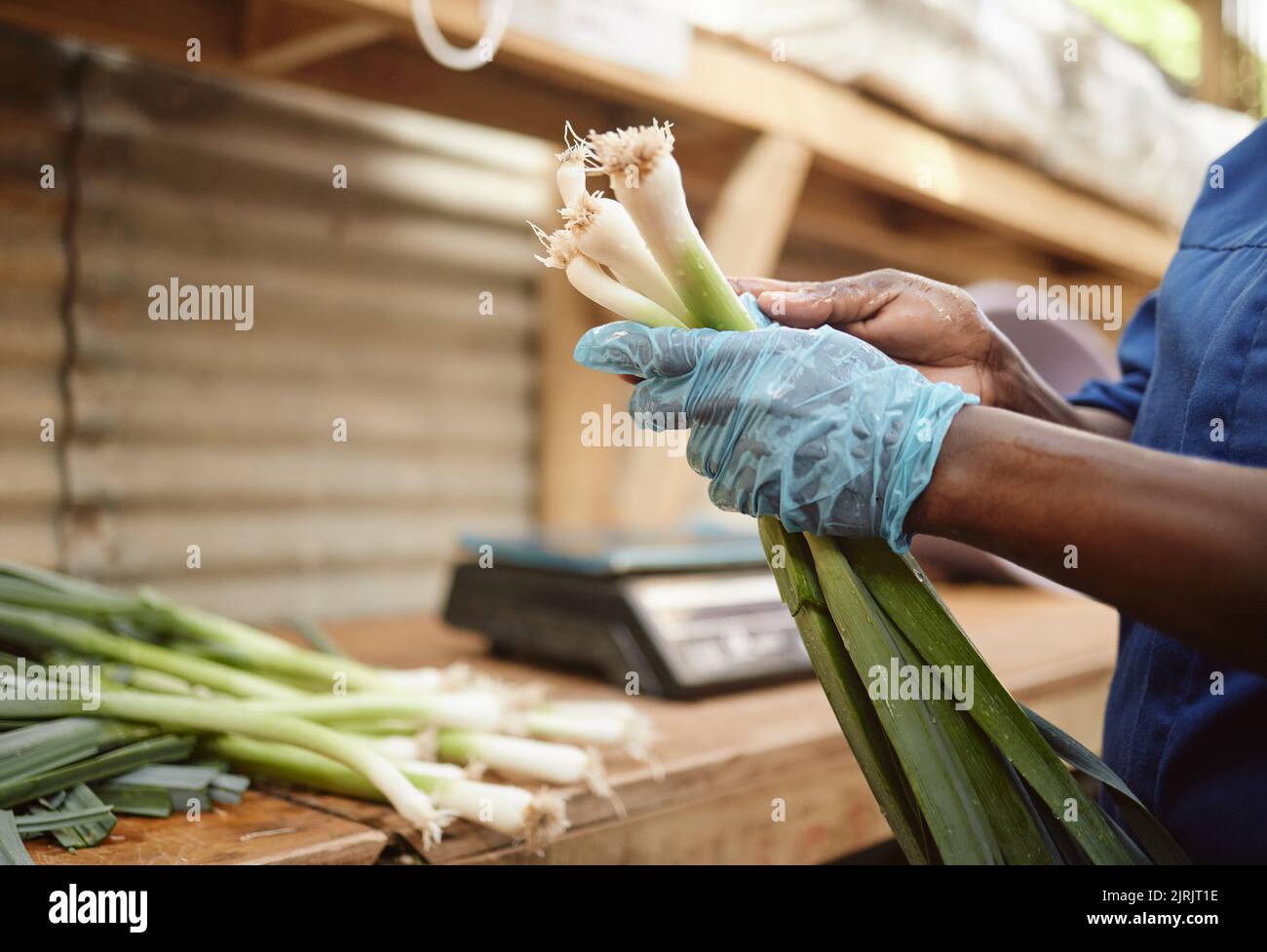 Farm, worker sorting spring onions for vegetable market. Health groceries and sale of green consumer products and lifestyle. Nature, agriculture and Stock Photo