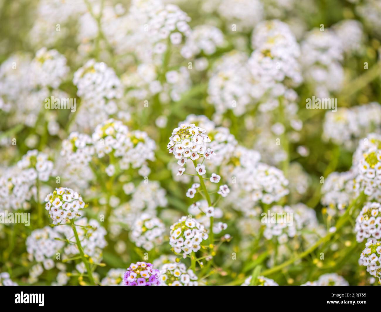 Dainty purple and white flowers of Lobularia maritima Alyssum maritimum ...