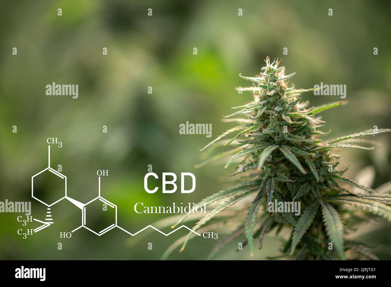 Ecological and biological hemp plant with chemical formule in a