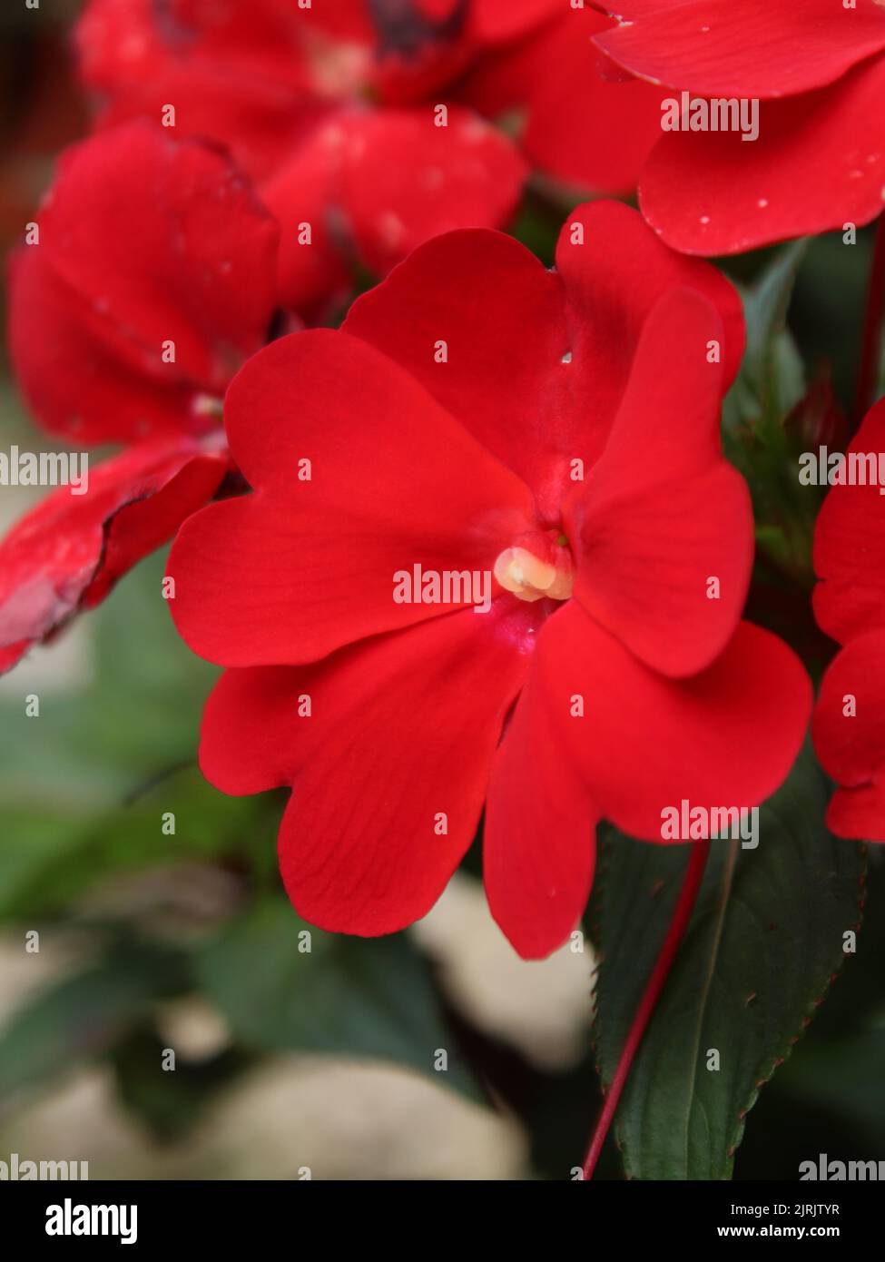 Red flower of Impatiens walleriana ornamental variation Stock Photo