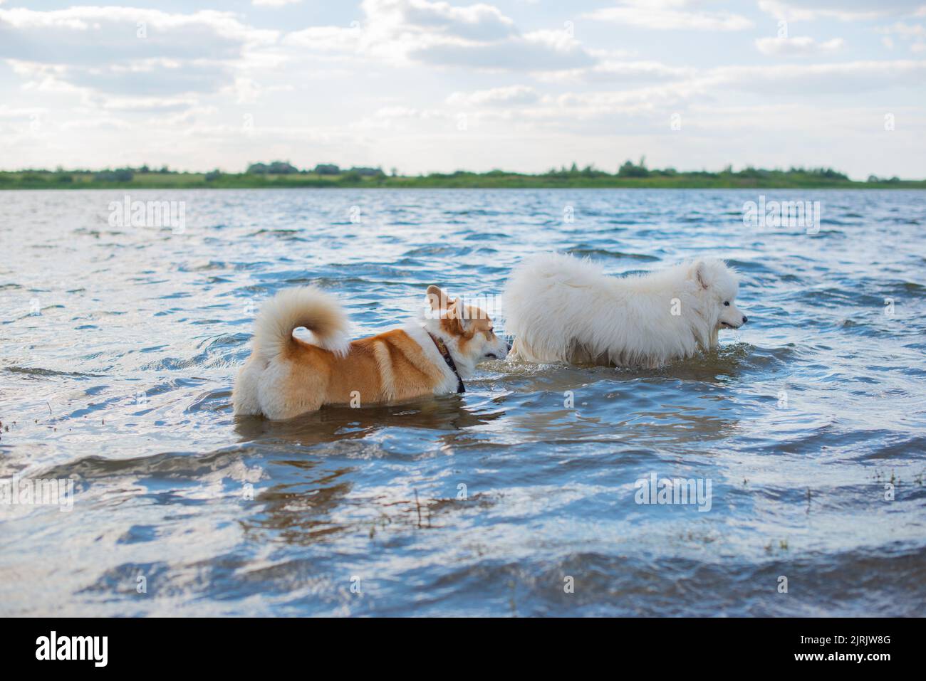 two purebred dogs bathe in the river Stock Photo