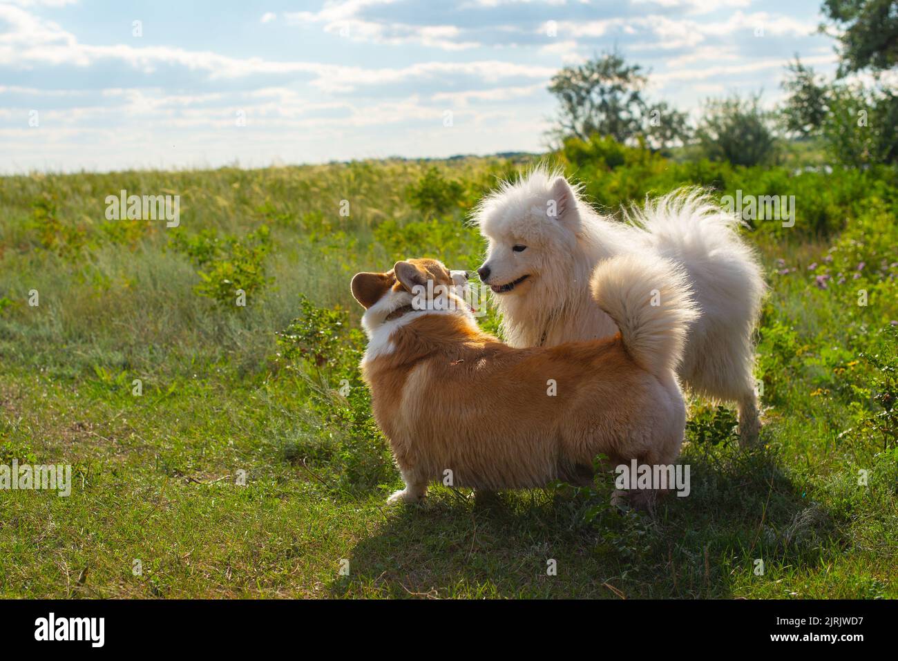 two purebred dogs play outdoors on the grass Stock Photo - Alamy