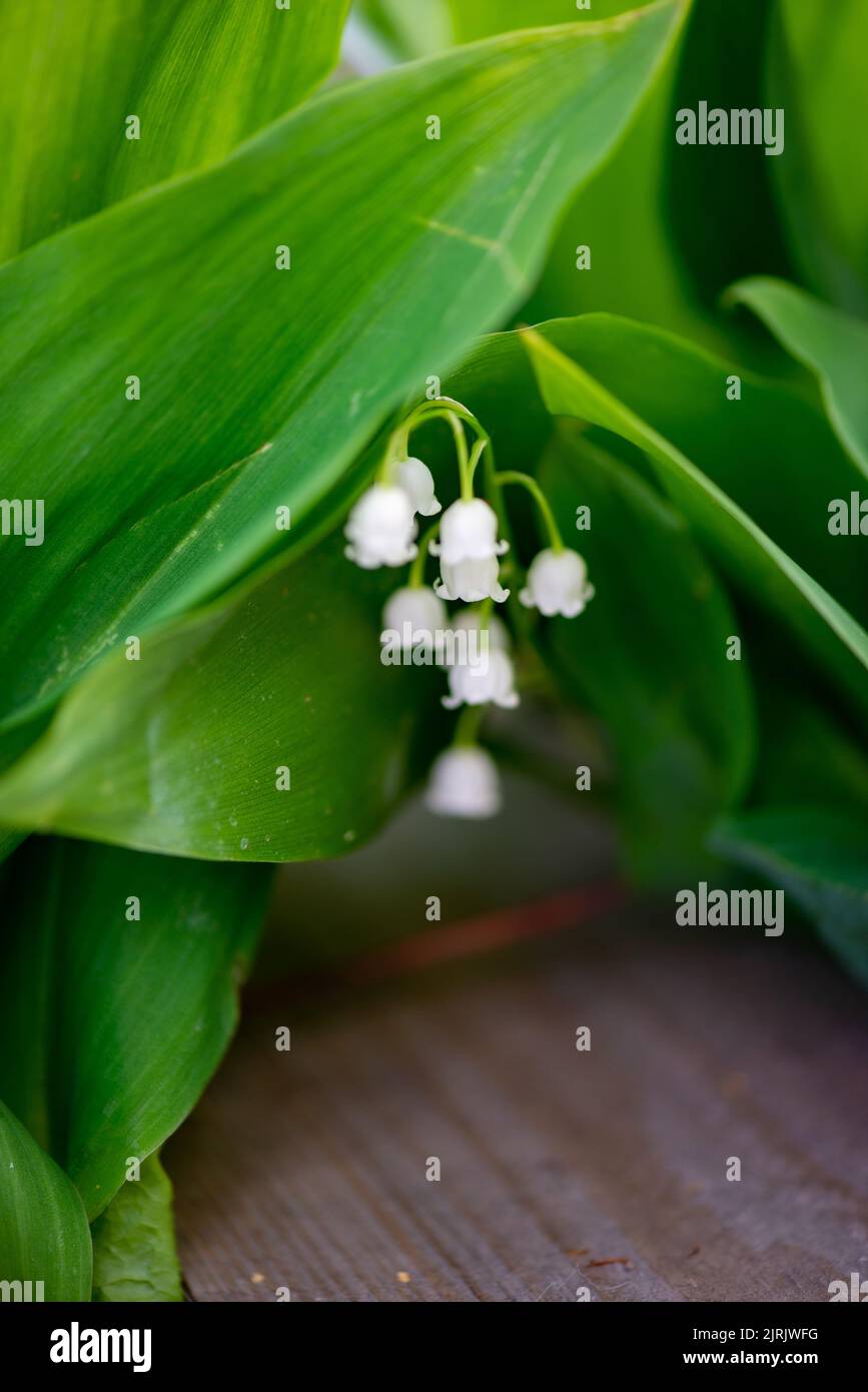lilies of the valley bloom beautifully on the lawn Stock Photo