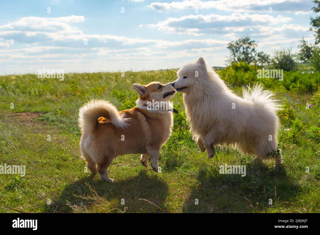 purebred dogs play outdoors on the grass Stock Photo