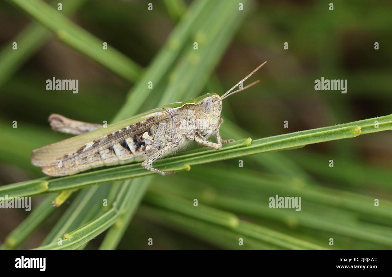 A Field Grasshopper, Chorthippus brunneus, resting on a plant growing along the coast. Stock Photo