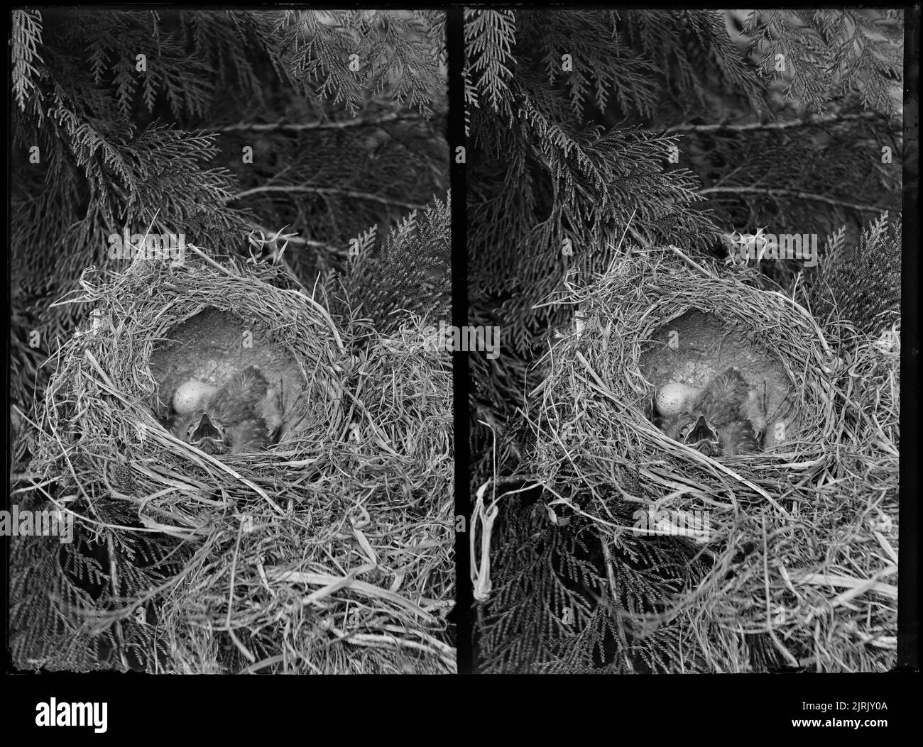 Thrushs nest thrushs nest hi-res stock photography and images - Alamy