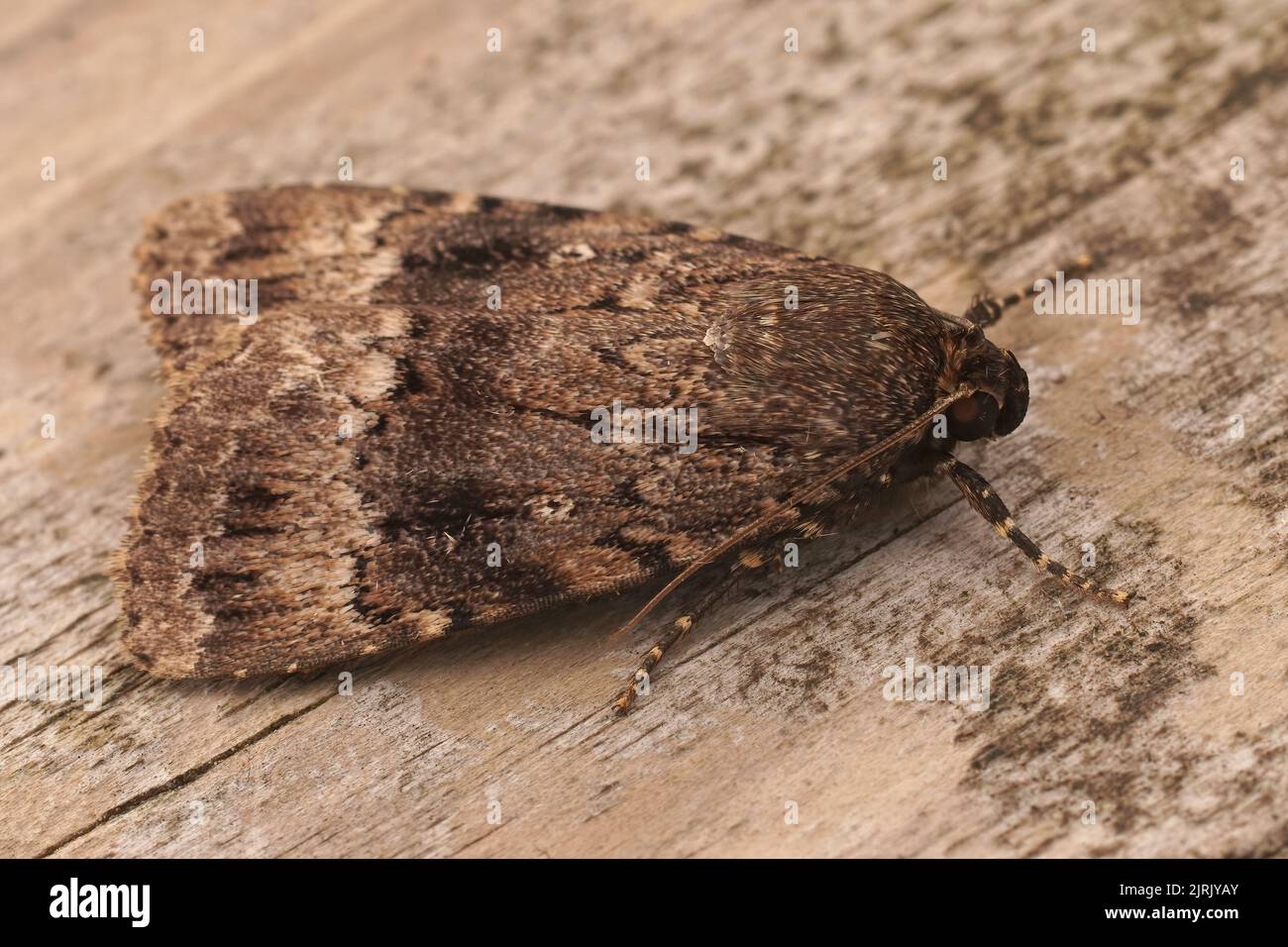 Detailed dorsal closeup on the large dark brown pyramidal green fruitworm owlet moth, Amphipyra pyramidea Stock Photo