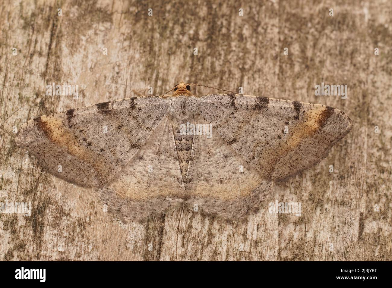 Detailed closeup on a Tawny-barred Angle moth, Macaria liturata, sitting with open wings on wood Stock Photo