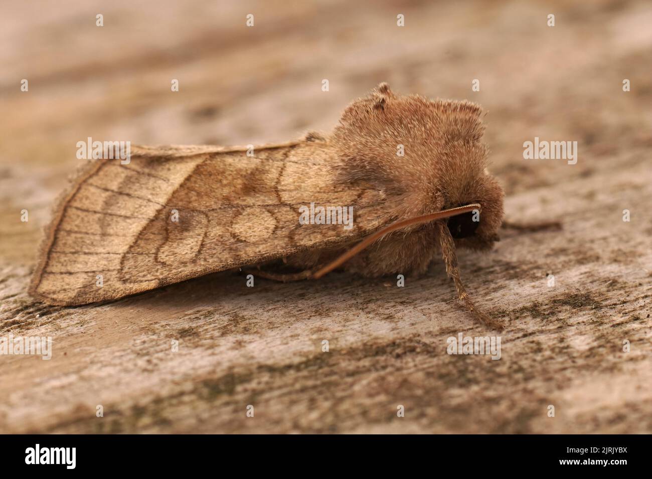 Closeup on the lightbrown rosy rustic potato skin borer owlet moth ,Hydraecia micacea sitting on wood Stock Photo