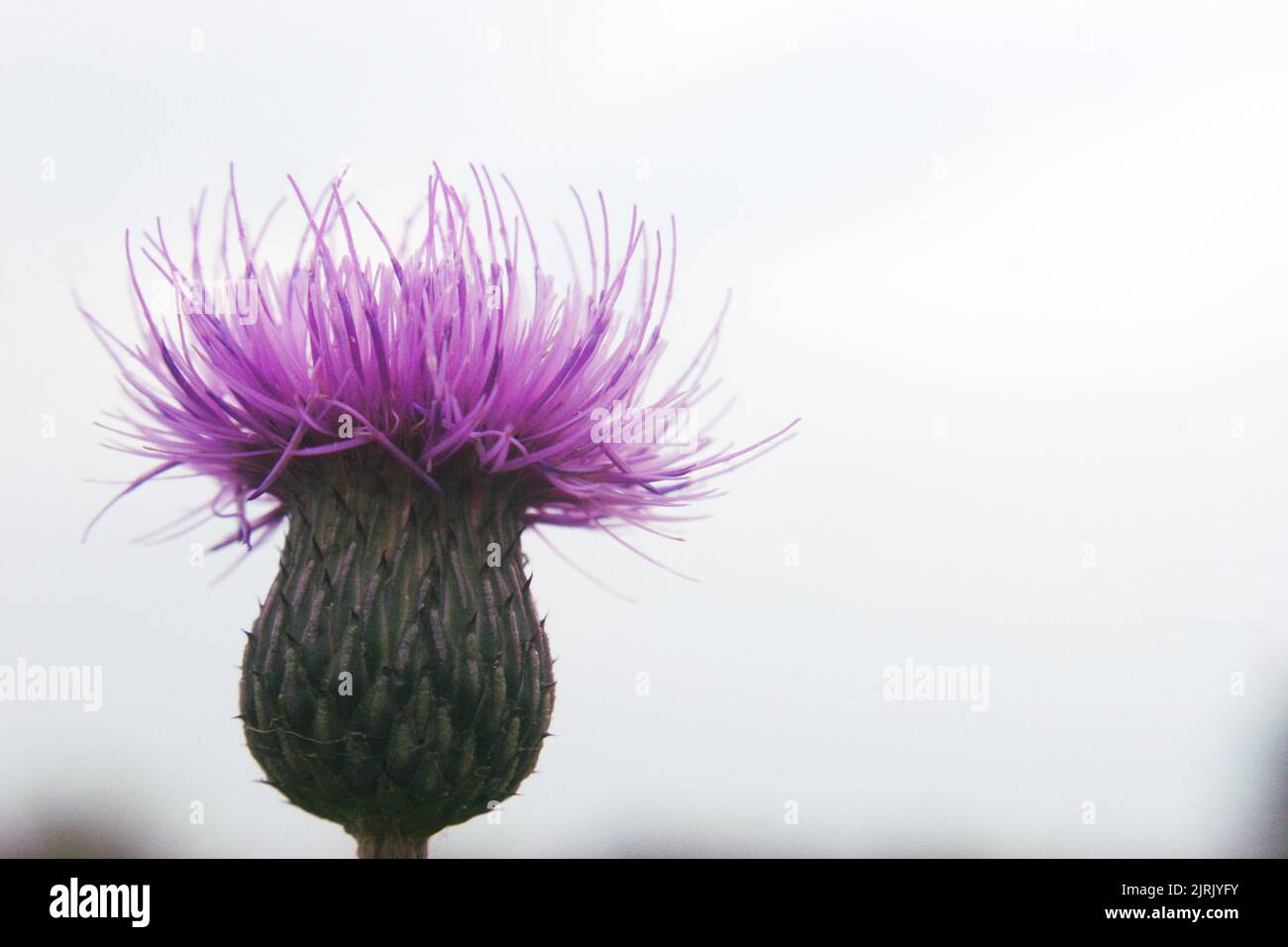 Carduus crispus or curly plumeless thistle or welted thistle (Carduus crispus) bright pink flower close up Stock Photo