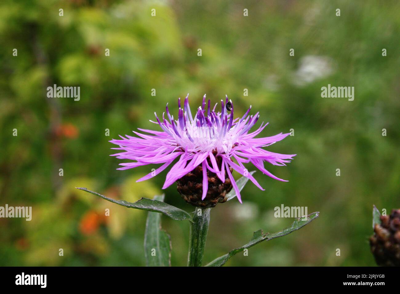 Pink flower of brown knapweed or brownray knapweed (Centaurea jacea) close up Stock Photo