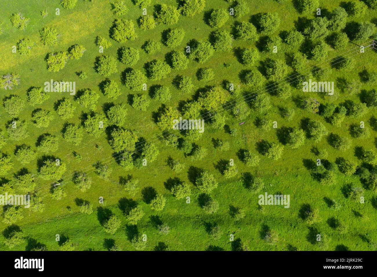Aerial view of apple orchard. Vibrant green meadow and trees in rows by drone point of view Stock Photo