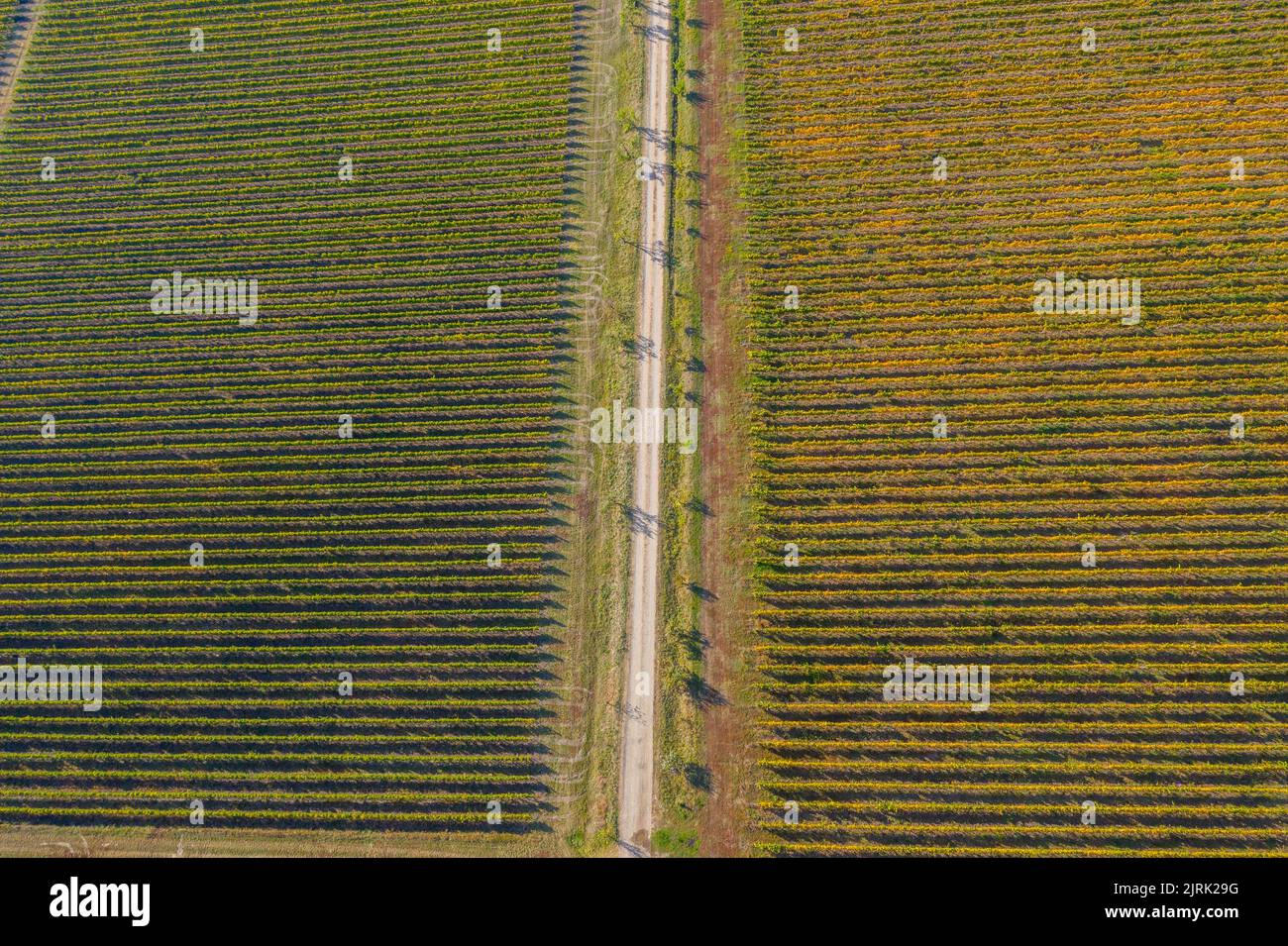 Rows in a vineyard, natural pattern above from a drone. Aerial view Stock Photo