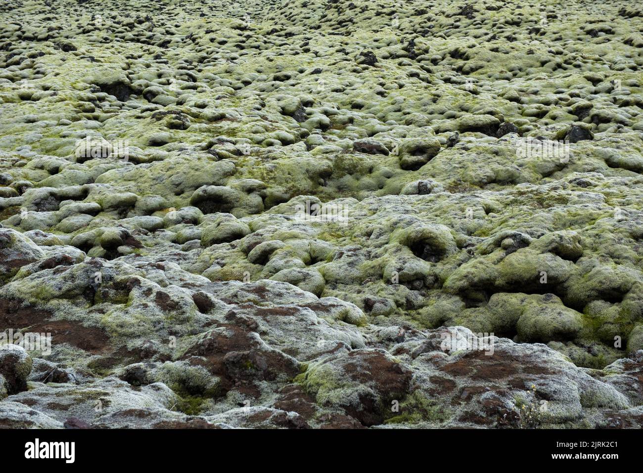Moss covered lava field in a cloudy day. Eldhraun, Iceland Stock Photo